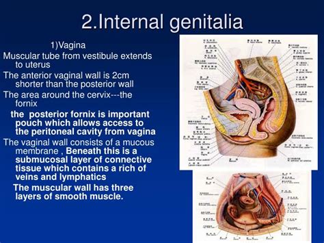 vagina images|Female external genitalia (vulva) Video & Image.